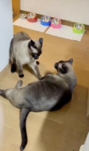 猫同士が一触即発!ピリピリした空気に“野次馬”猫たちが次々登場