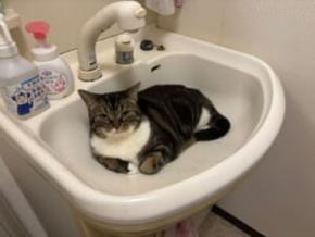 洗面台を完全占拠 歯を磨きたい飼い主を阻む猫の「涼しい居場所」