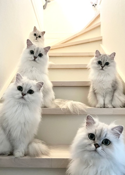 猫ちゃんたちが階段に集合する様子