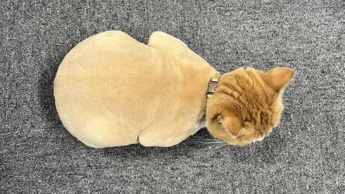 鳥ミング効果? サマーカットした猫が“まごうことなき鶏肉”に