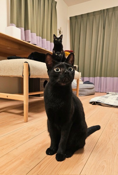 普段から黒猫ならではの不思議なショットは少なくありません