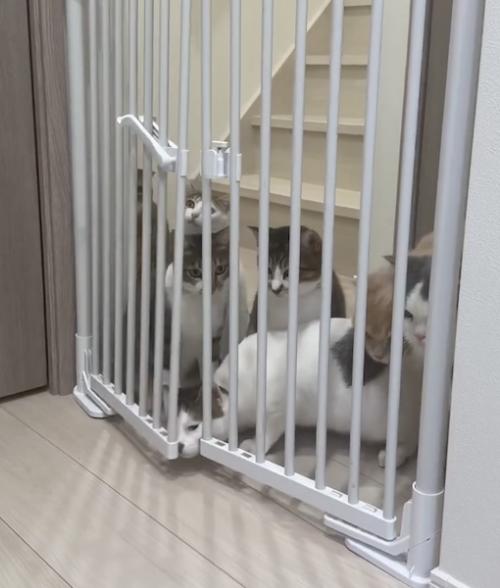 鼻先で押し込む