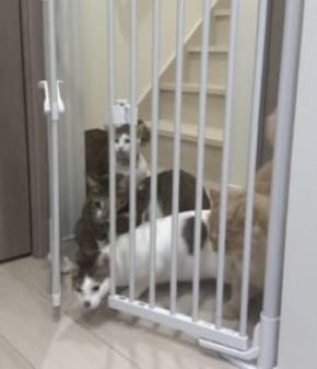 にゃんこ7匹がゲートを強行突破!?家の片隅で起こった“かわいい暴動”