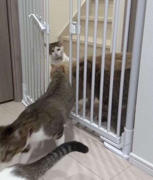 残りの猫ちゃんたちも続く