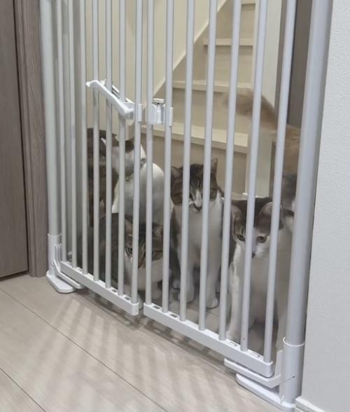 ゲート前に集まる猫ちゃん立ち