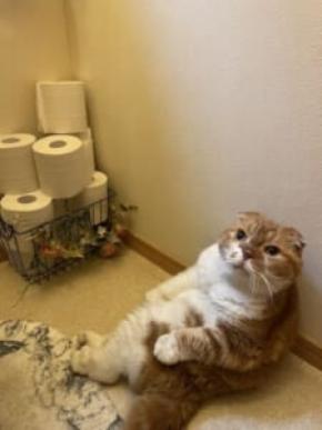 まるでトイトレに付き添う親のよう 飼い主のトイレにお供する猫の愛情表現