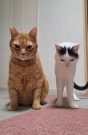並んで謝罪会見?2匹の猫が見せた神妙すぎるツーショットに笑い広がる