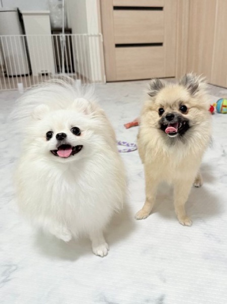 成長したメトちゃんとてちちゃん