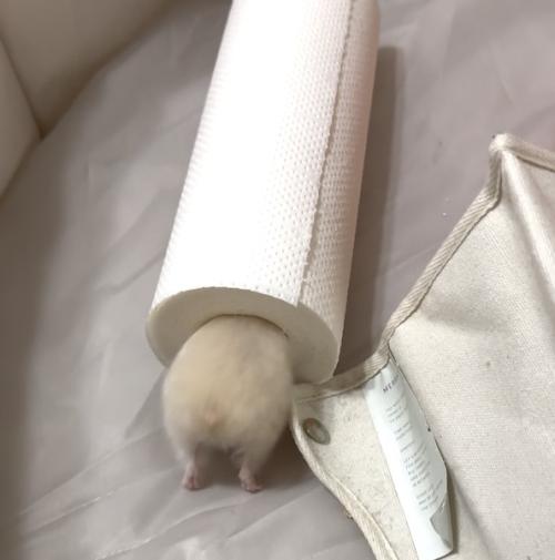 見ているだけで健康になれる
