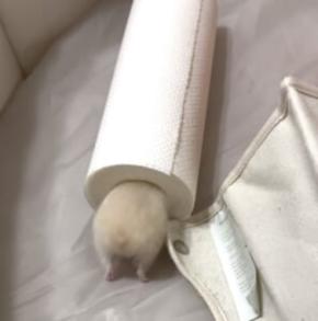 ここに入るために生まれてきた?芯にジャストフィットなハムスター