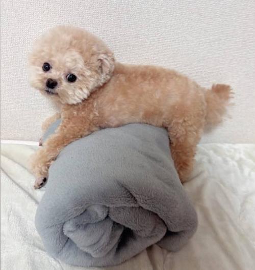 ふわちゃんは普段から毛布ロールがお気に入り