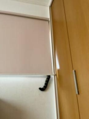 行方不明だった猫、まさかの場所で発見 ロールカーテンから垂れたしっぽが決め手に
