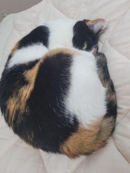 三毛柄の向こうからカメラをぎょろり！お昼寝する猫の“怖かわいい”1枚が話題