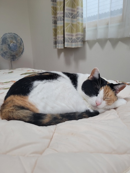 普段の神楽ちゃん