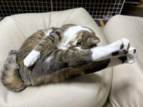 後ろ足を揃えてピーン！独特な伸び方をする“美脚”猫ちゃんに13万いいね