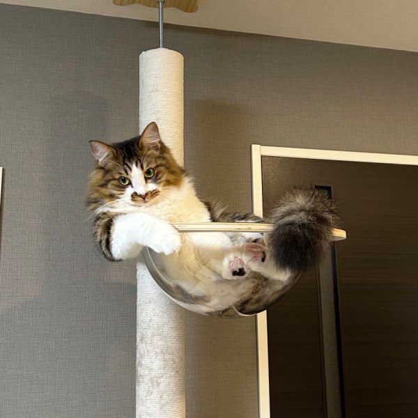 キャットタワーの上でふてぶてしい態度 堂々とくつろぐ猫ちゃんが貫禄たっぷり