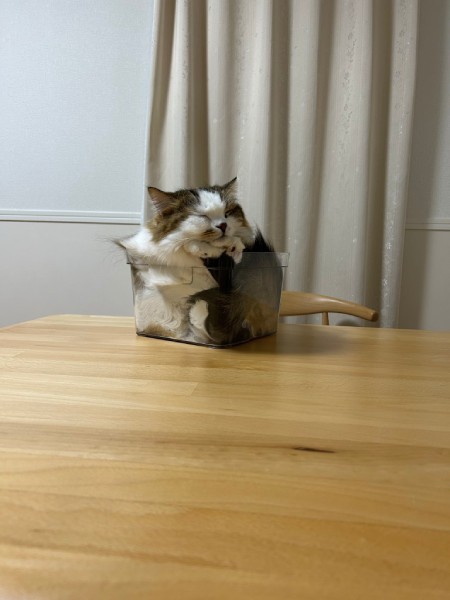 以前から小さな箱にスルリと入る様子を披露しているこむぎちゃん