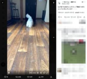 床掃除はおまかせ！「モップ機能つき生ルンバ」と化すビションフリーゼがかわいい