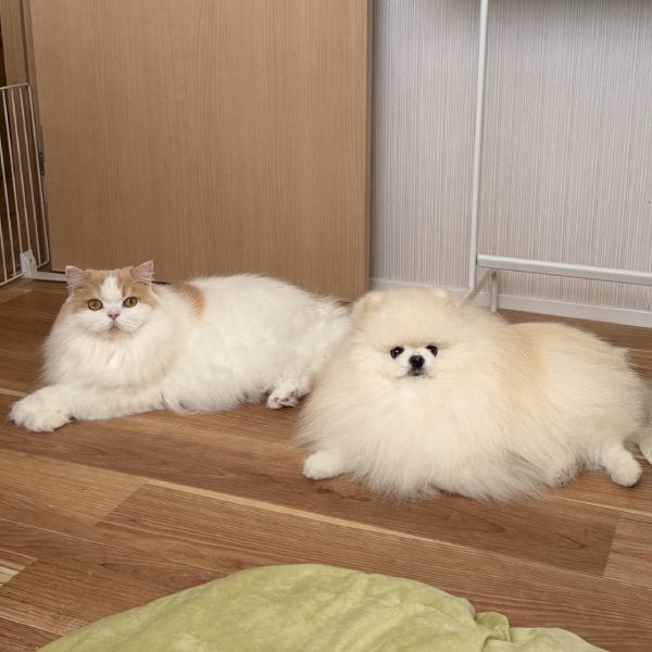 「犬も猫吸いをする」ほっこり瞬間　仲良しコンビの日常写真が注目