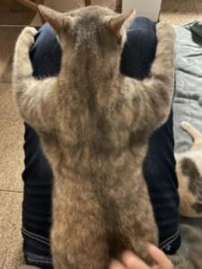 「ムキムキに見える」飼い主さんの膝にひっつく猫ちゃんの、頼もしすぎる背中が話題
