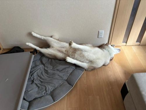 犬生初の床暖房に出会ったハスキー 喜びを全身で表現