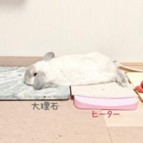 冷え冷えとポカポカを器用に使いこなす 絶妙バランスでくつろぐうさぎさん