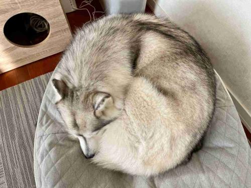 まるで猫?完璧な円を描くシベリアンハスキーの「ワンモナイト」