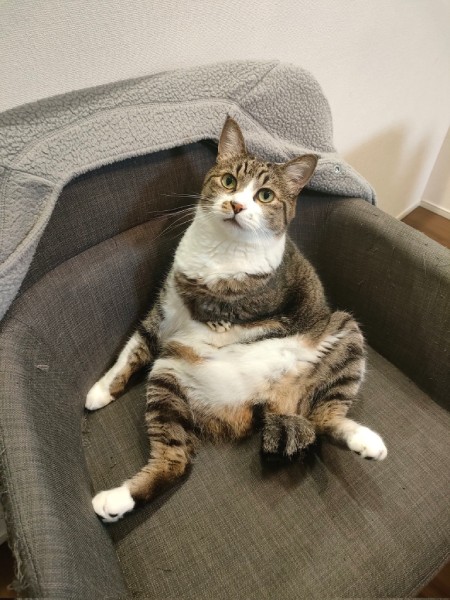元の画像