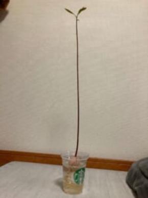 「思ってたのと違う」アボカドの種を放置してたらまさかの“極細”に成長