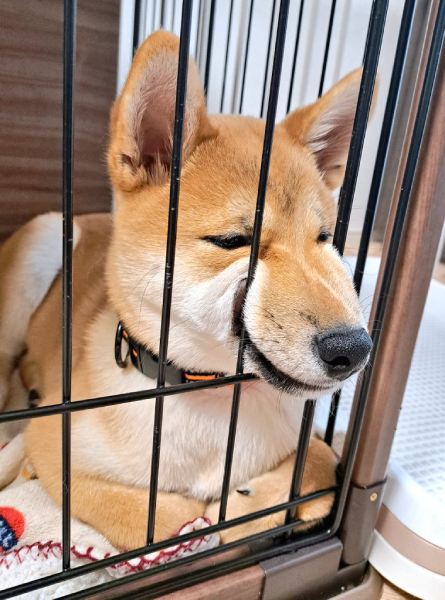 変顔を披露する柴犬きなこくん