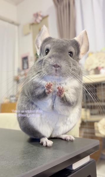 「あったかくな〜れっ」カメラへ“魔法“をかけるチンチラに癒やされる