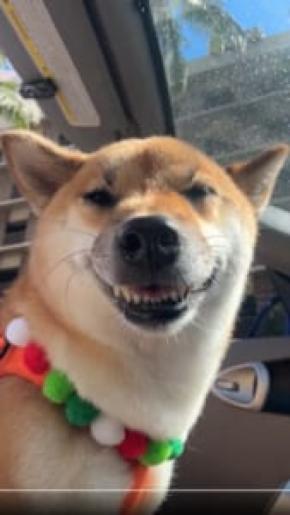 「おぬしも悪よのう」 柴犬の“悪巧み顔”に飼い主も爆笑