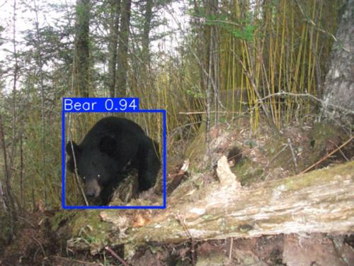 クマ検出の様子(開発中)