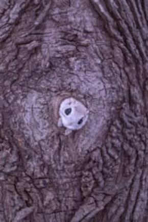 巣穴から出てくるモモンガがめちゃくちゃかわいい!北海道で撮影された1枚に癒やされる