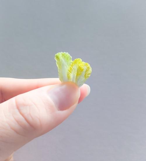白菜