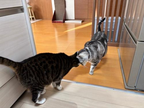 頭をぶつけてオラオラ