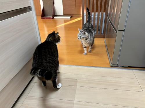 目を合わせる2匹