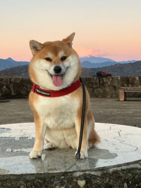 毎朝近所の山に登って朝日を拝むのが日課