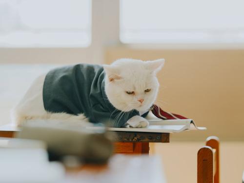 大福／ゴメス役