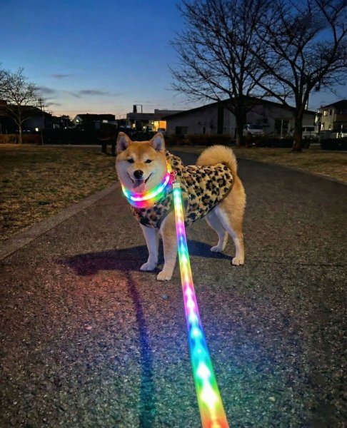 柴犬が「鬼ギャル化」　ヒョウ柄ウェア＆虹色リードで早朝の街を闊歩