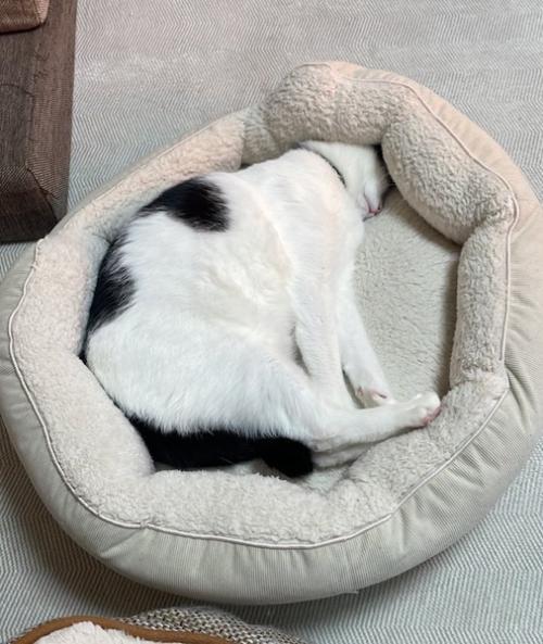猫はベッドで丸くなる