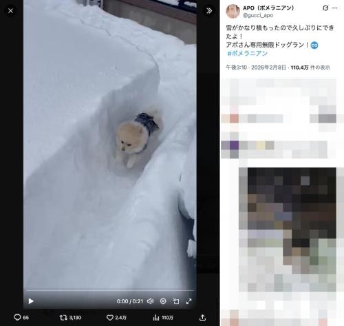 飼い主さんの投稿