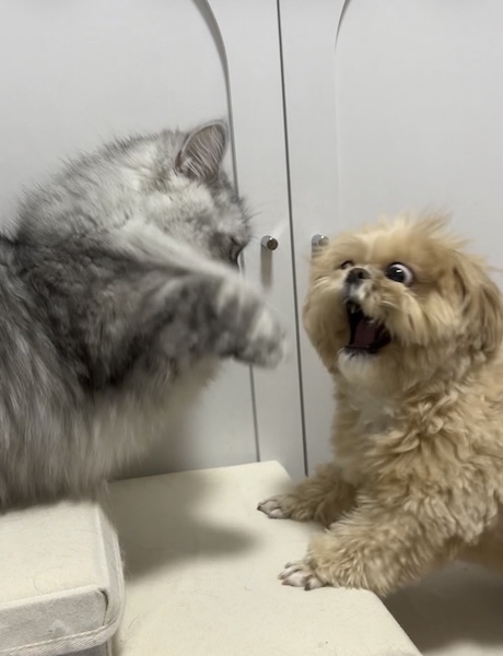 猫パンチに動揺するキアヌちゃん