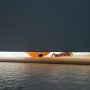 ドアの隙間から覗き込むインコが怖かわいい　「見テルゾ……」