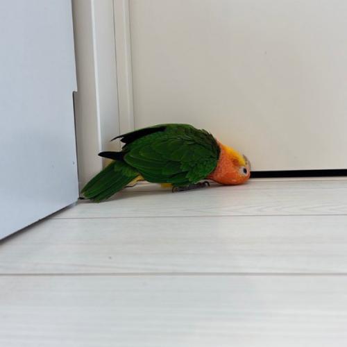 ドアの隙間から覗き込むとろろちゃん