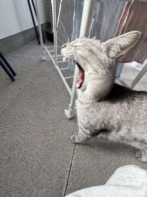 物干し場で撮れた1枚　ウサギに見える猫のあくび姿が話題