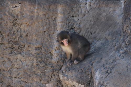 他のサルの様子を見ているパンチくん
