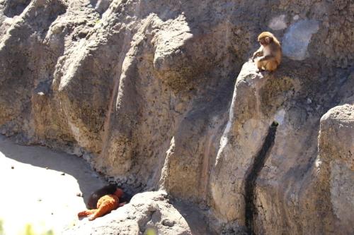 添い寝するパンチくんと、群れのサル