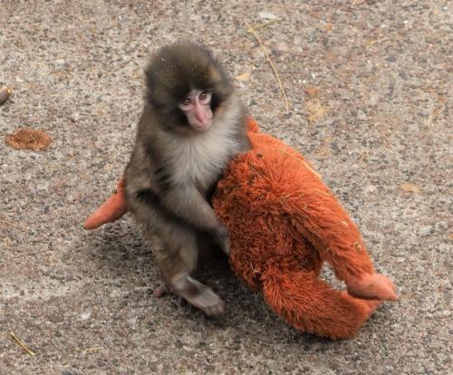ぬいぐるみを運ぶパンチくん(画像提供:市川市動植物園)