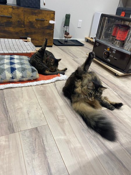 まるで「りくりゅうペア」?息ぴったりに毛づくろいする猫ちゃんズ